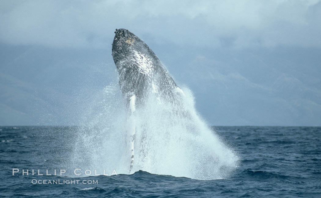 Humpback whale breaching. Maui, Hawaii, USA, Megaptera novaeangliae, natural history stock photograph, photo id 03889