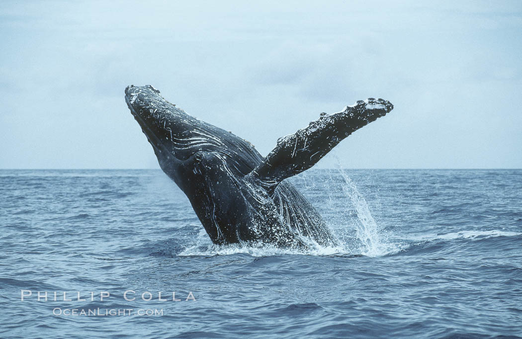 Humpback whale breaching. Maui, Hawaii, USA, Megaptera novaeangliae, natural history stock photograph, photo id 03909