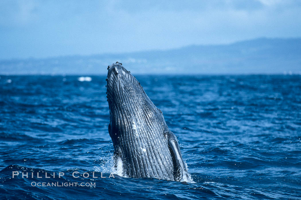 Humpback whale breaching. Maui, Hawaii, USA, Megaptera novaeangliae, natural history stock photograph, photo id 03925