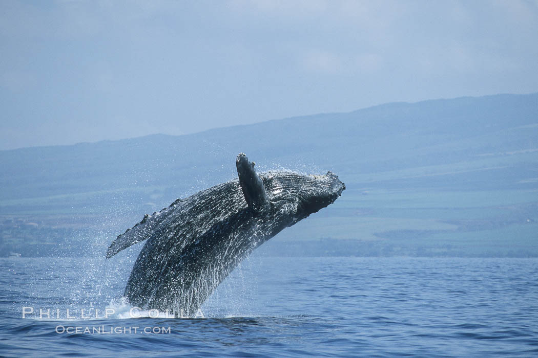 Humpback whale breaching. Maui, Hawaii, USA, Megaptera novaeangliae, natural history stock photograph, photo id 03941