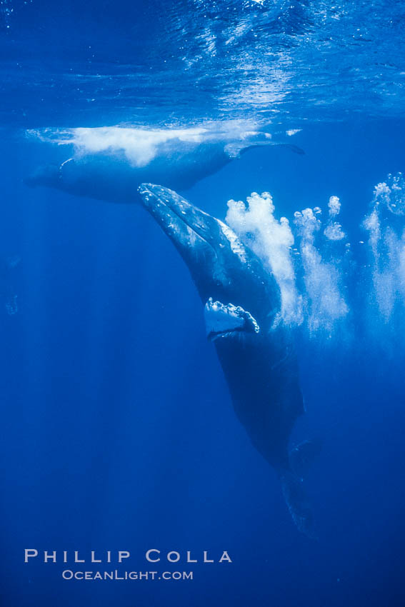 Adult male humpback whale bubble streaming underwater.  The male escort humpback whale seen here is emitting a curtain of bubbles as it swims behind a female (left) during a competitive group.  The bubble curtain may be meant as warning or visual obstruction to other male whales interested in the mother. Maui, Hawaii, USA, Megaptera novaeangliae, natural history stock photograph, photo id 02826