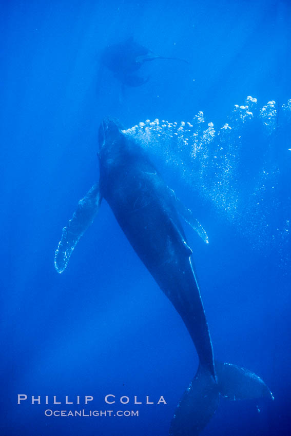 Male humpback whale bubble streaming underwater.  The male escort humpback whale seen here is emitting a curtain of bubbles as it swims behind a mother and calf (barely seen in the distance). Maui, Hawaii, USA, Megaptera novaeangliae, natural history stock photograph, photo id 04434