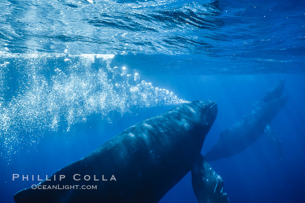 Adult male humpback whale bubble streaming underwater.  The male escort humpback whale seen here is emitting a curtain of bubbles as it swims behind a mother and calf.  The bubble curtain may be meant as warning or visual obstruction to other nearby male whales interested in the mother. Maui, Hawaii, USA, Megaptera novaeangliae, natural history stock photograph, photo id 04442