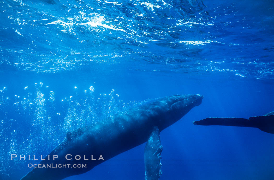 Adult male humpback whale bubble streaming underwater.  The male escort humpback whale seen here is emitting a curtain of bubbles as it swims behind a female during competitive group activities.  The bubble curtain may be meant as warning or visual obstruction to other nearby male whales interested in the female. Maui, Hawaii, USA, Megaptera novaeangliae, natural history stock photograph, photo id 04446