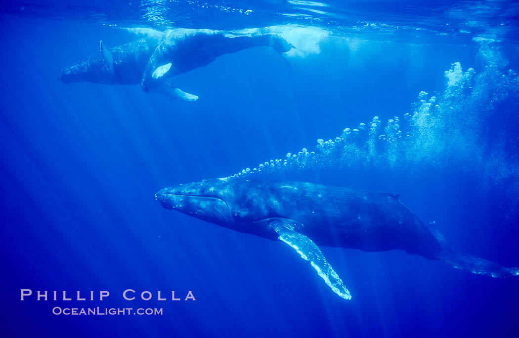 North Pacific humpback whale, male escort bubble streams alongside mother and calf, Megaptera novaeangliae, Maui