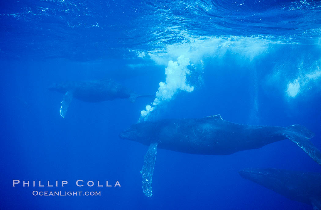 Adult male humpback whale bubble streaming underwater.  The male escort humpback whale seen here is emitting a curtain of bubbles as it swims behind a female (left) during a competitive group.  The bubble curtain may be meant as warning or visual obstruction to other male whales interested in the mother. Maui, Hawaii, USA, Megaptera novaeangliae, natural history stock photograph, photo id 02828