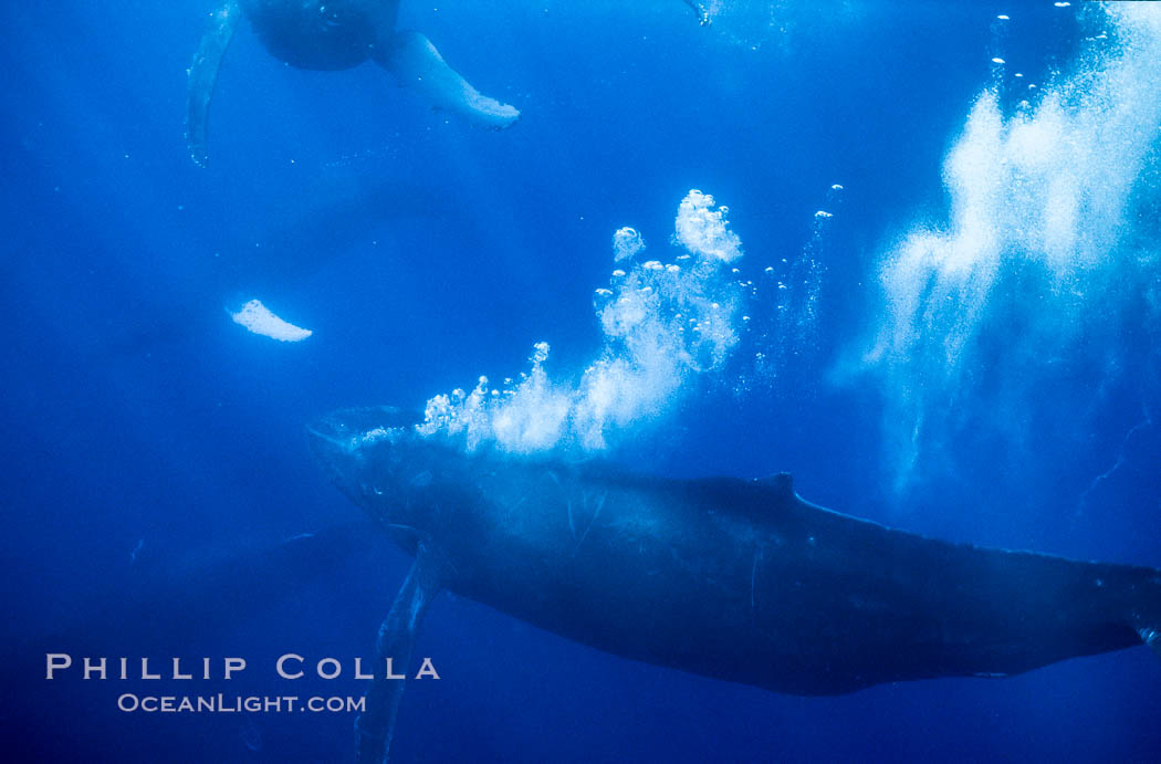 Primary escort male humpback whale bubble streaming during competitive group socializing.  This primary escort is swimming behind a female. The bubble curtain may be a form of intimidation towards other male escorts that are interested in the female. Maui, Hawaii, USA, Megaptera novaeangliae, natural history stock photograph, photo id 04424