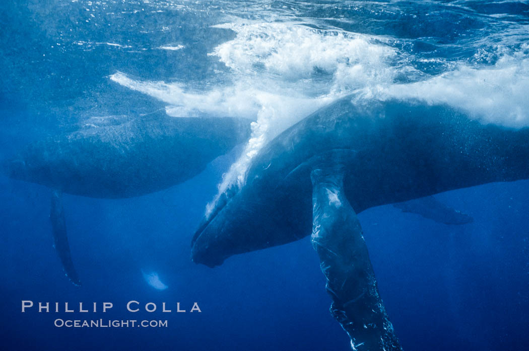 Primary escort male humpback whale bubble streaming during competitive group socializing.  This primary escort is swimming behind a female. The bubble curtain may be a form of intimidation towards other male escorts that are interested in the female, Megaptera novaeangliae, Maui