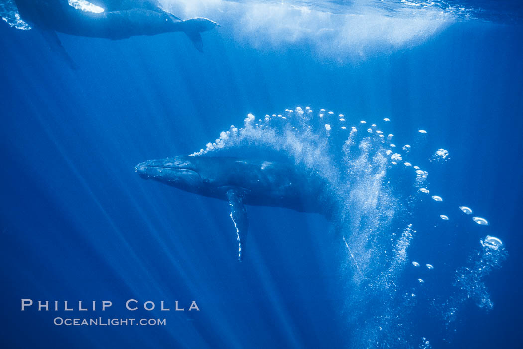 Adult male humpback whale bubble streaming underwater.  The male escort humpback whale seen here is emitting a curtain of bubbles as it swims behind a mother and calf.  The bubble curtain may be meant as warning or visual obstruction to other nearby male whales interested in the mother. Maui, Hawaii, USA, Megaptera novaeangliae, natural history stock photograph, photo id 05924