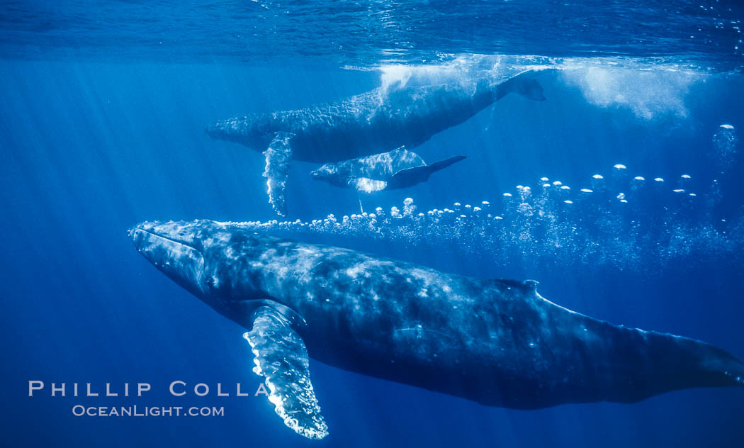 Adult male humpback whale bubble streaming underwater.  The male escort humpback whale seen here is emitting a curtain of bubbles as it swims behind a mother and calf.  The bubble curtain may be meant as warning or visual obstruction to other nearby male whales interested in the mother. Maui, Hawaii, USA, Megaptera novaeangliae, natural history stock photograph, photo id 05928