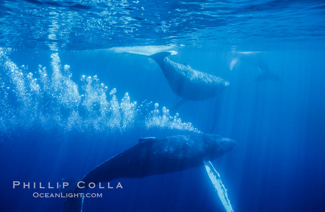 Adult male north Pacific humpback whale bubble streaming underwater in the midst of a competitive group.   The male escort humpback whale seen here is emitting a curtain of bubbles as it swims closely behind a female, .  The bubble curtain may be meant as warning or visual obstruction to other nearby males interested in the female. Maui, Hawaii, USA, Megaptera novaeangliae, natural history stock photograph, photo id 06000