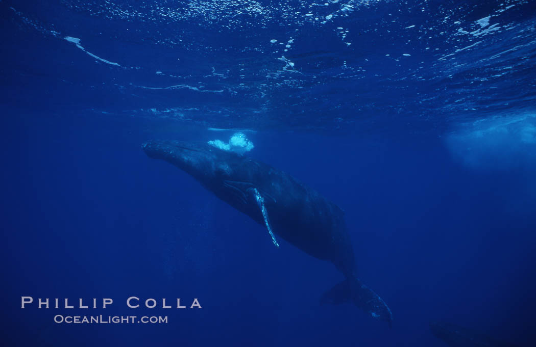 Humpback whale (male), bubble blowing while surfacing. Maui, Hawaii, USA, Megaptera novaeangliae, natural history stock photograph, photo id 02831