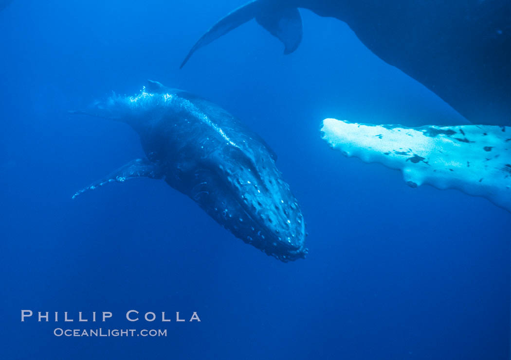 Humpback whale male escort emits a stream of bubbles during competitive group socializing.  The whale is swimming so fast that the bubbles pass back alongside the whale. Maui, Hawaii, USA, Megaptera novaeangliae, natural history stock photograph, photo id 02855