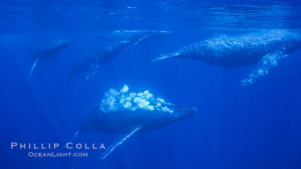 Male North Pacific humpback whale streams a trail of bubbles.  The primary male escort whale (center) creates a curtain of bubbles underwater as it swims behind a female (right), with other challenging males trailing behind in a competitive group.  The bubbles may be a form of intimidation from the primary escort towards the challenging escorts. Maui, Hawaii, USA, Megaptera novaeangliae, natural history stock photograph, photo id 05967