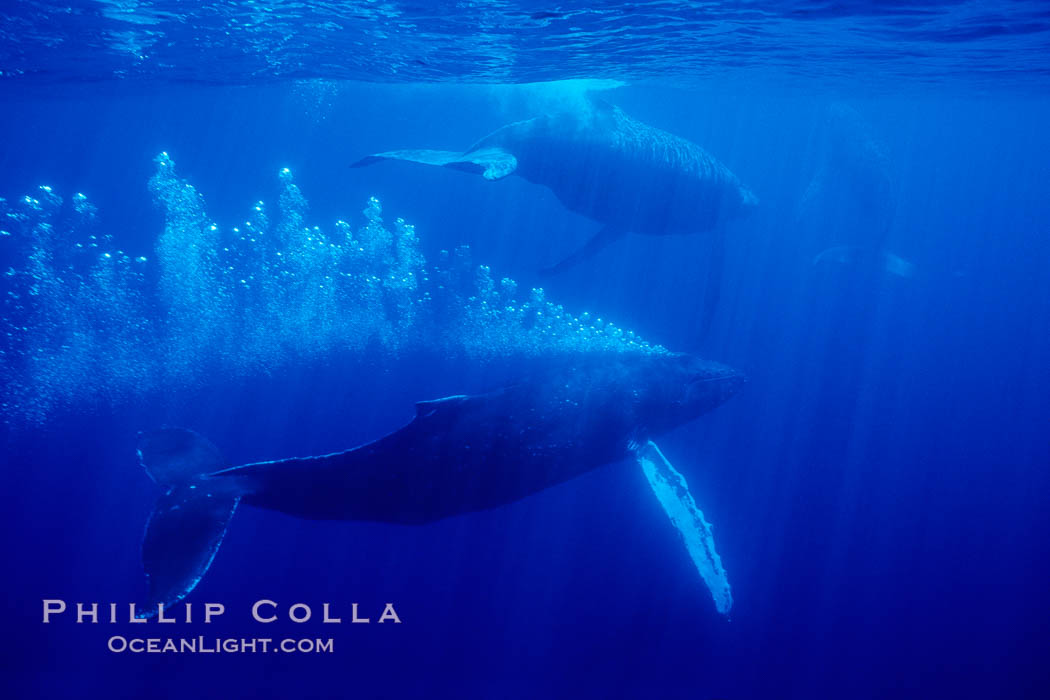 Adult male north Pacific humpback whale bubble streaming underwater in the midst of a competitive group.   The male escort humpback whale seen here is emitting a curtain of bubbles as it swims closely behind a female, .  The bubble curtain may be meant as warning or visual obstruction to other nearby males interested in the female. Maui, Hawaii, USA, Megaptera novaeangliae, natural history stock photograph, photo id 05999