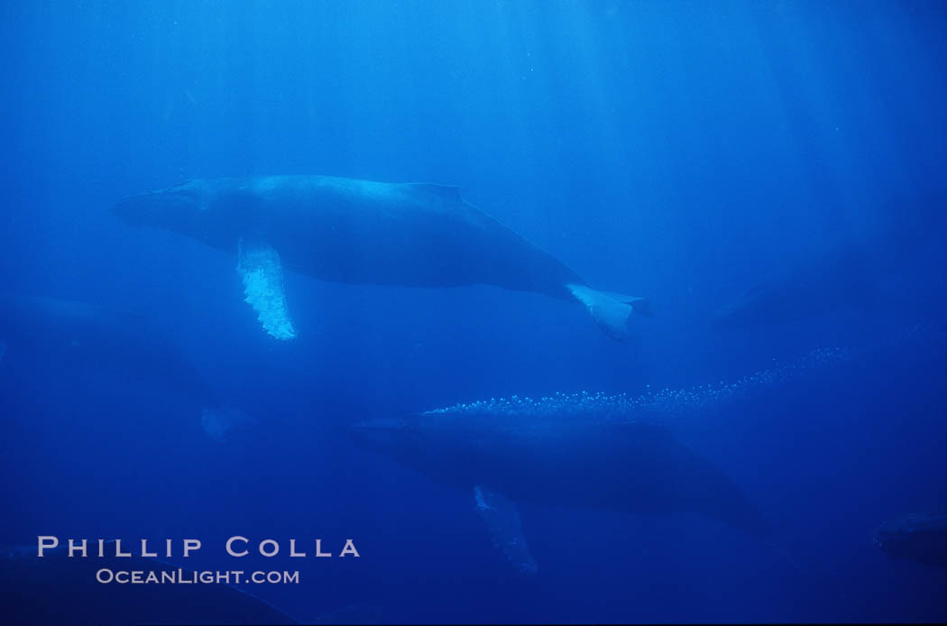 North Pacific humpback whale, active group w/ bubble trail. Maui, Hawaii, USA, Megaptera novaeangliae, natural history stock photograph, photo id 01221