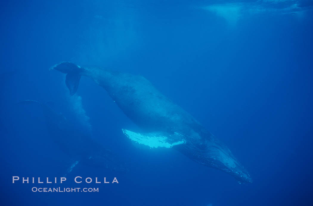 North Pacific humpback whale, cow in active group, escort bubble trailing. Maui, Hawaii, USA, Megaptera novaeangliae, natural history stock photograph, photo id 01225