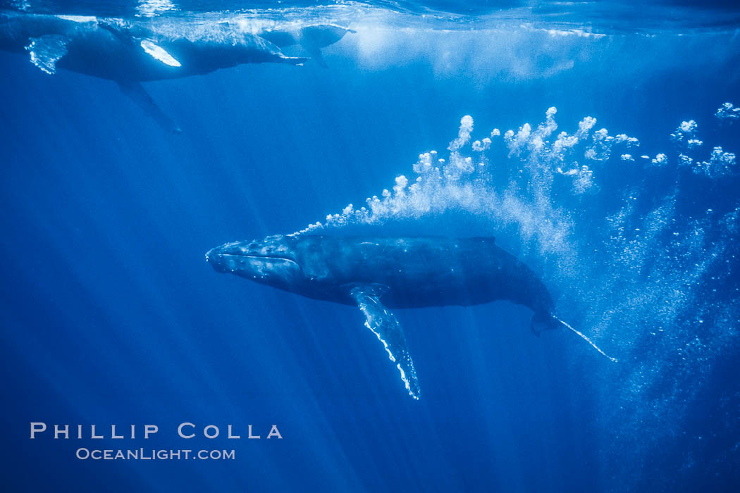 Adult male humpback whale bubble streaming underwater.  The male escort humpback whale seen here is emitting a curtain of bubbles as it swims behind a mother and calf.  The bubble curtain may be meant as warning or visual obstruction to other nearby male whales interested in the mother, Megaptera novaeangliae, Maui