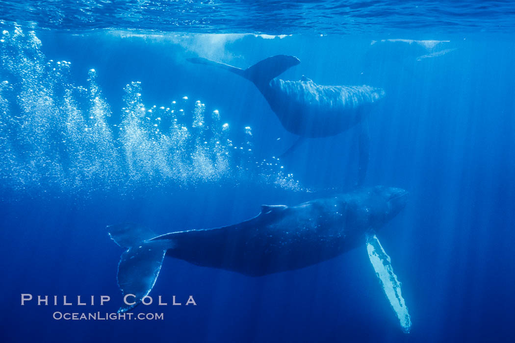 Adult male north Pacific humpback whale bubble streaming underwater in the midst of a competitive group.   The male escort humpback whale seen here is emitting a curtain of bubbles as it swims closely behind a female, .  The bubble curtain may be meant as warning or visual obstruction to other nearby males interested in the female, Megaptera novaeangliae, Maui