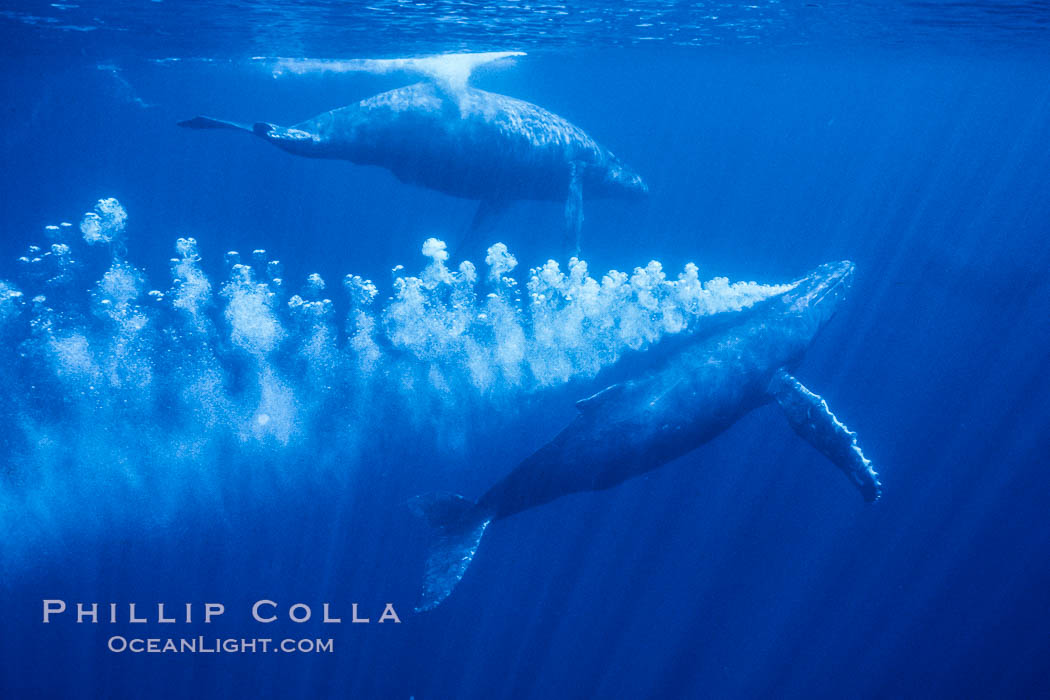 Adult male north Pacific humpback whale bubble streaming underwater in the midst of a competitive group.   The male escort humpback whale seen here is emitting a curtain of bubbles as it swims closely behind a female, .  The bubble curtain may be meant as warning or visual obstruction to other nearby males interested in the female, Megaptera novaeangliae, Maui