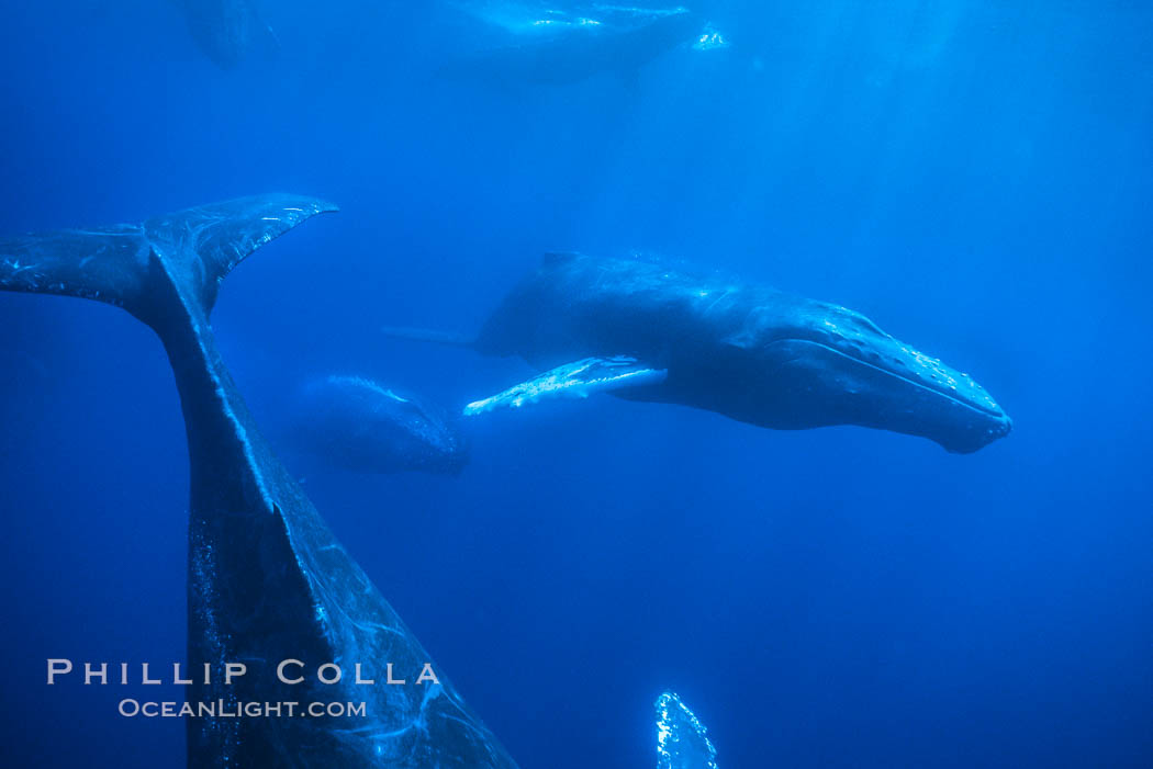 Humpback whale competitive group, underwater, swimming quickly and one trailing a stream of bubbles. Maui, Hawaii, USA, Megaptera novaeangliae, natural history stock photograph, photo id 02854