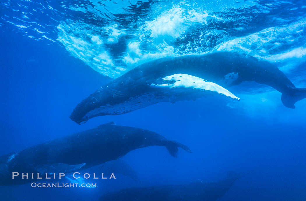 Male humpback whale diving amid competitive group. Maui, Hawaii, USA, Megaptera novaeangliae, natural history stock photograph, photo id 02856