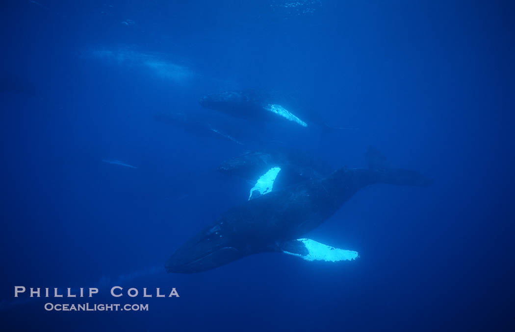 Humpback whale competitive group, Islands Humpback Whale NMS. Maui, Hawaii, USA, Megaptera novaeangliae, natural history stock photograph, photo id 02860