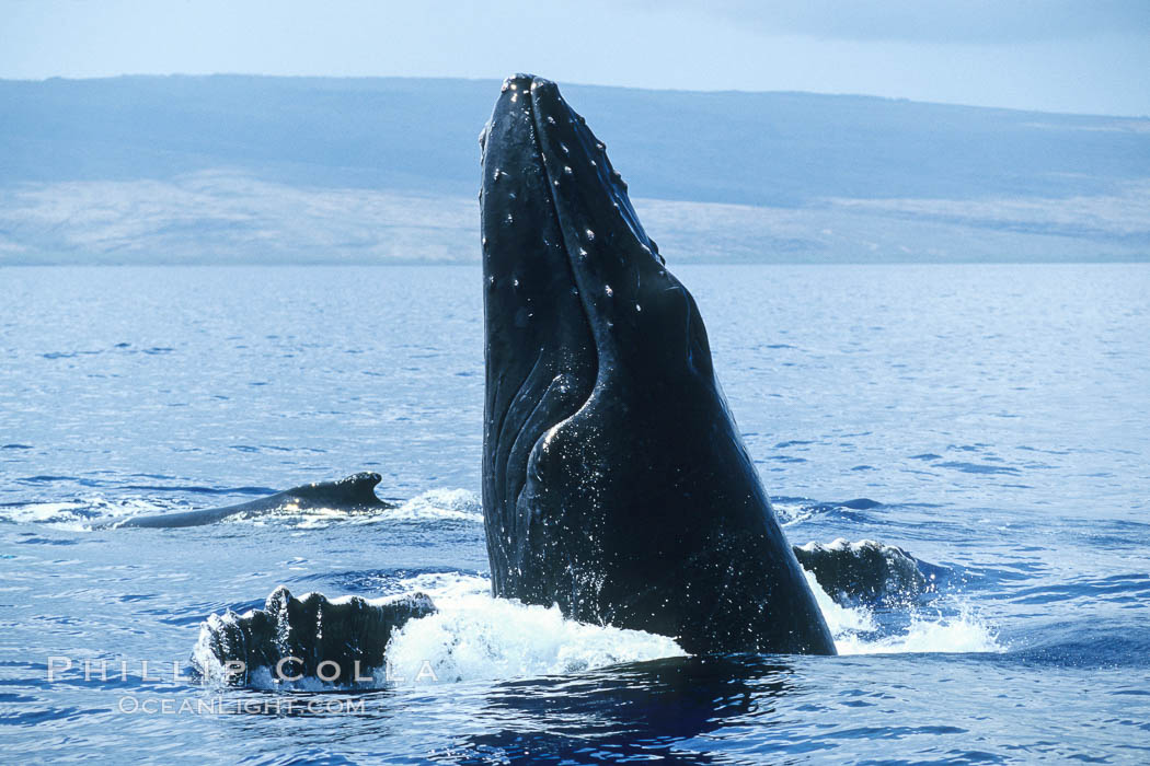 Male humpback whale with head raised out of the water, braking and pushing back at another whale by using pectoral fins spread in a "crucifix block", during surface active social behaviours. Maui, Hawaii, USA, Megaptera novaeangliae, natural history stock photograph, photo id 04112