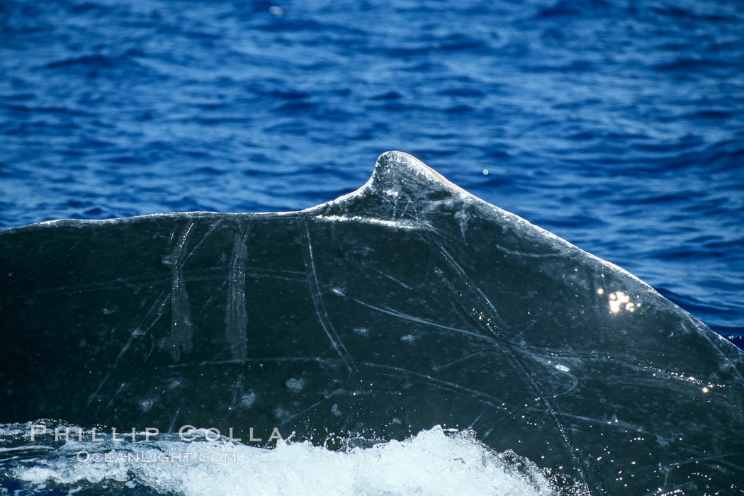 Humpback whale dorsal fin. Maui, Hawaii, USA, Megaptera novaeangliae, natural history stock photograph, photo id 04286