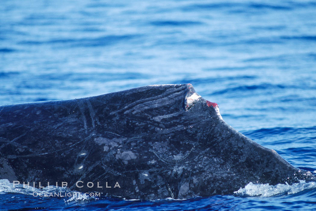 Humpback whale dorsal fin damaged during competitive group socializing, Megaptera novaeangliae, Maui