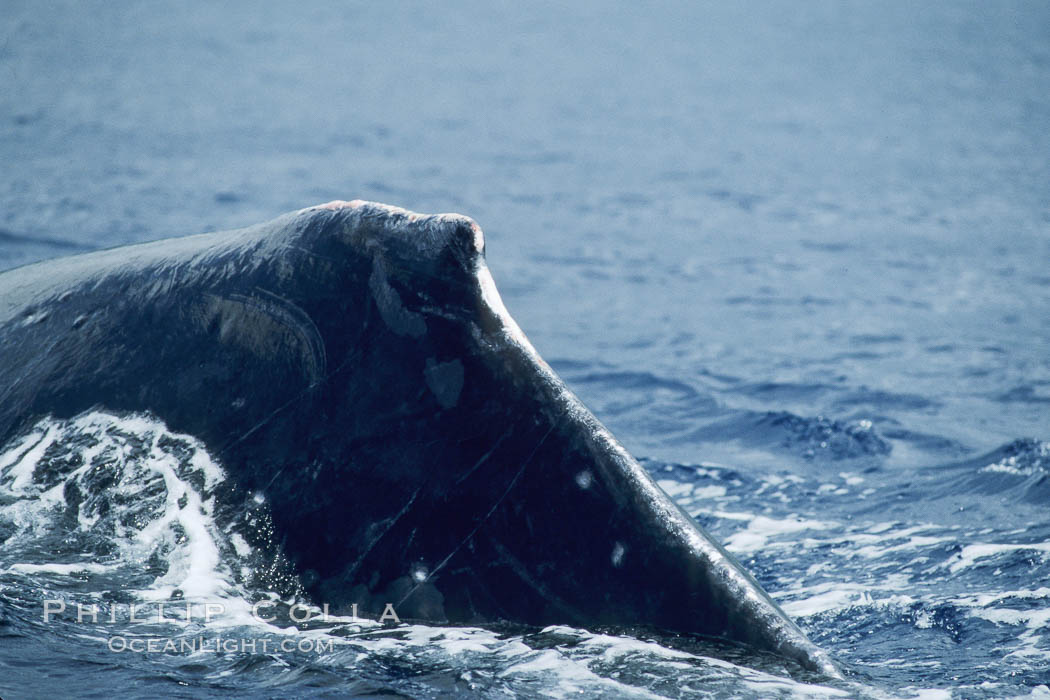 Humpback whale dorsal fin and ridge showing scarring acquired in competitive group socializing. Maui, Hawaii, USA, Megaptera novaeangliae, natural history stock photograph, photo id 04350