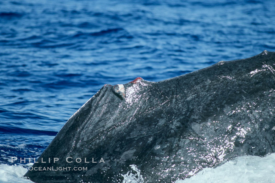 Humpback whale dorsal fin damaged during competitive group socializing. Maui, Hawaii, USA, Megaptera novaeangliae, natural history stock photograph, photo id 04354