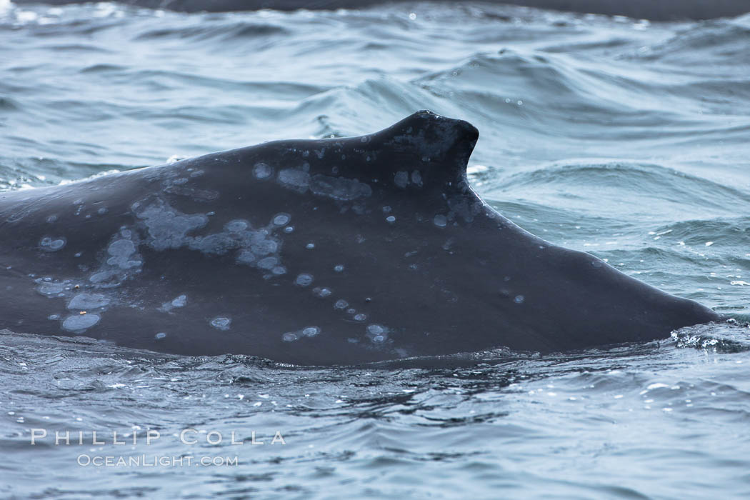 Humpback whale dorsal fin, one of the identifiable characteristics researchers use to capture/recapture humpback whales from year to year. Santa Rosa Island, California, USA, Megaptera novaeangliae, natural history stock photograph, photo id 27044