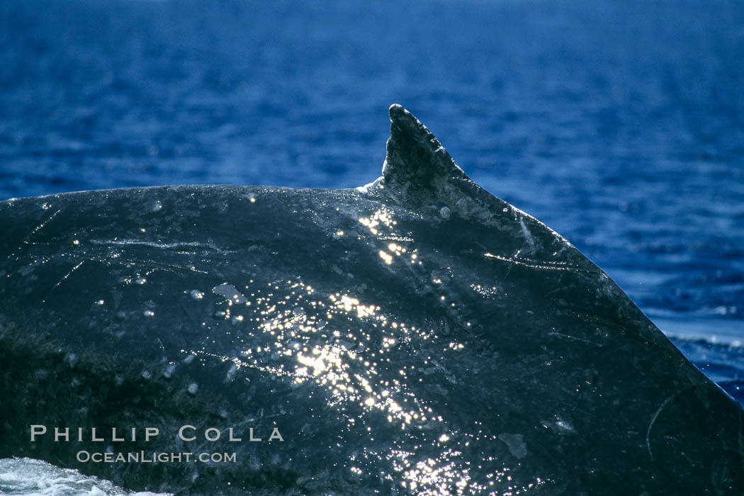 Humpback whale dorsal fin. Maui, Hawaii, USA, Megaptera novaeangliae, natural history stock photograph, photo id 04281