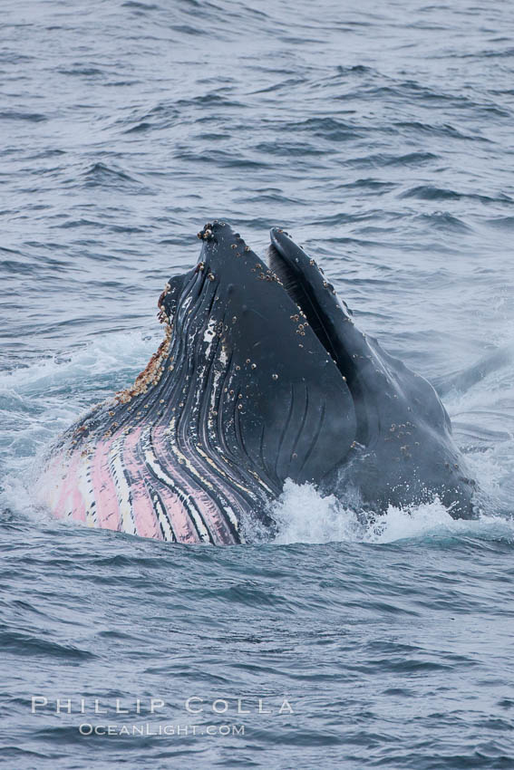 Humpback whale lunge feeding on Antarctic krill, with mouth open and baleen visible.  The humbpack's pink throat grooves are seen as its pleated throat becomes fully distended as the whale fills its mouth with krill and water.  The water will be pushed out, while the baleen strains and retains the small krill. Gerlache Strait, Antarctic Peninsula, Antarctica, Megaptera novaeangliae, natural history stock photograph, photo id 25682