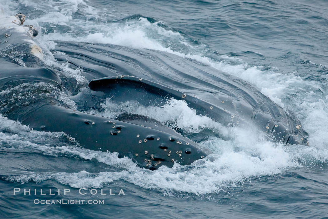 Humpback whale lunge feeding on Antarctic krill, with mouth open and baleen visible.  The humbpack's throat grooves are seen as its pleated throat becomes fully distended as the whale fills its mouth with krill and water.  The water will be pushed out, while the baleen strains and retains the small krill, Megaptera novaeangliae, Gerlache Strait