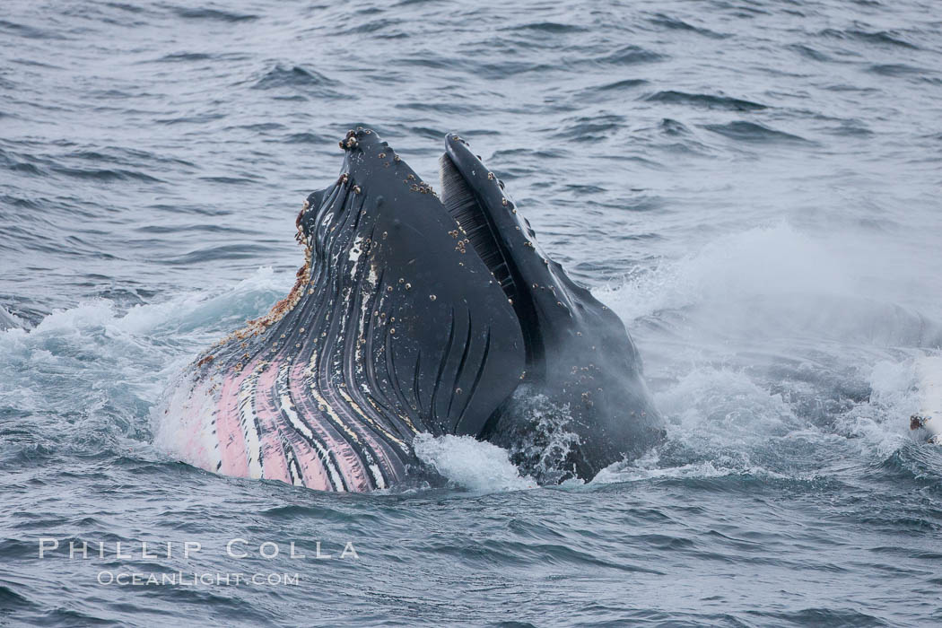 Humpback whale lunge feeding on Antarctic krill, with mouth open and baleen visible.  The humbpack's pink throat grooves are seen as its pleated throat becomes fully distended as the whale fills its mouth with krill and water.  The water will be pushed out, while the baleen strains and retains the small krill. Gerlache Strait, Antarctic Peninsula, Antarctica, Megaptera novaeangliae, natural history stock photograph, photo id 25660