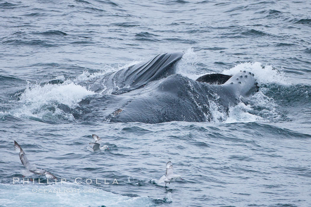 Humpback whales lunge feed on Antarctic krill, engulfing huge mouthfuls of the tiny crustacean. Gerlache Strait, Antarctic Peninsula, Antarctica, Megaptera novaeangliae, natural history stock photograph, photo id 25688