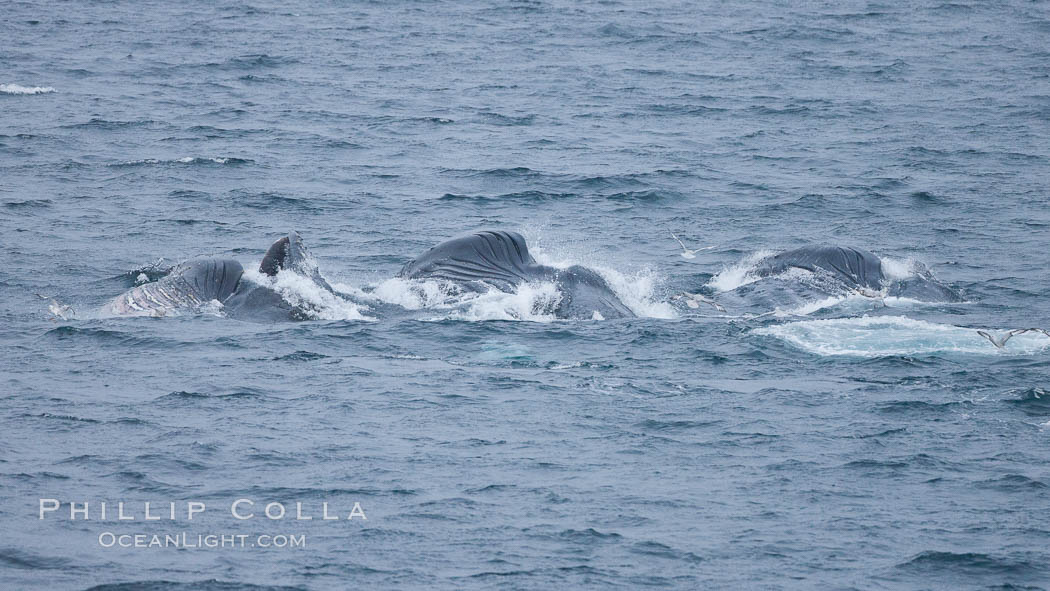 Humpback whales lunge feed on Antarctic krill, engulfing huge mouthfuls of the tiny crustacean. Gerlache Strait, Antarctic Peninsula, Antarctica, Megaptera novaeangliae, natural history stock photograph, photo id 25687
