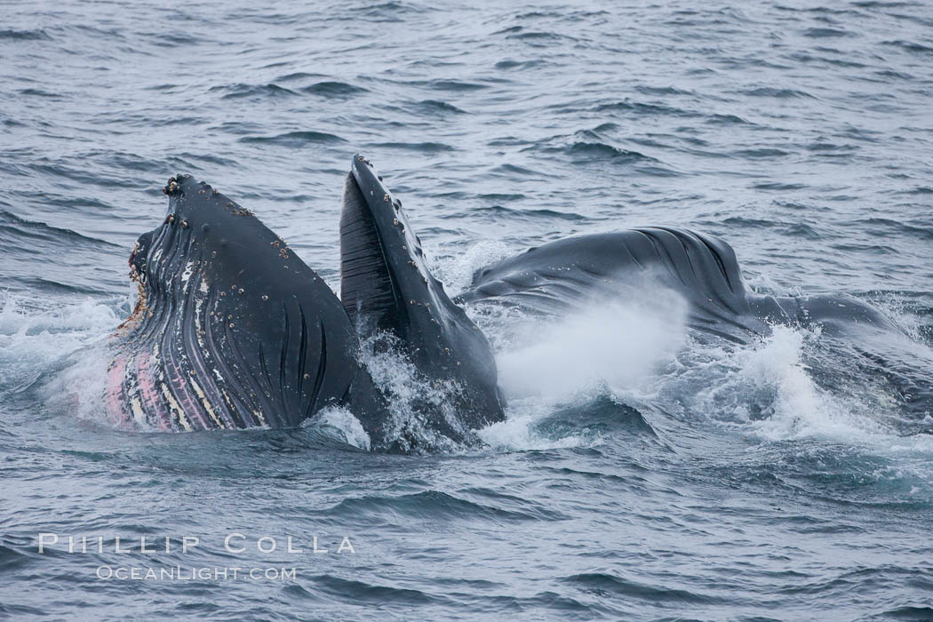 Humpback whale lunge feeding on Antarctic krill, with mouth open and baleen visible. The humbpack's pink throat grooves are seen as its pleated throat becomes fully distended as the whale fills its mouth with krill and water. The water will be pushed out, while the baleen strains and retains the small krill, Megaptera novaeangliae, Gerlache Strait