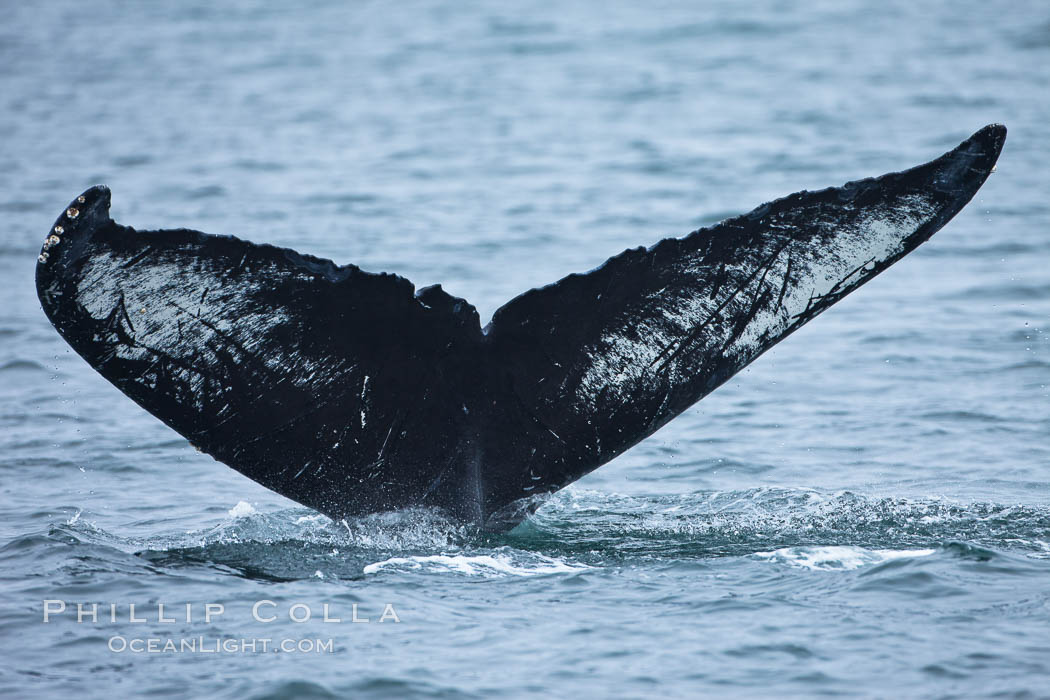 Perfect view of the ventral surface of a humpback whales fluke, as the whale raises its fluke just before diving underwater.  The white patches and scalloping along the trailing edge of the fluke make this whale identifiable when it is observed from year to year. Santa Rosa Island, California, USA, Megaptera novaeangliae, natural history stock photograph, photo id 27047