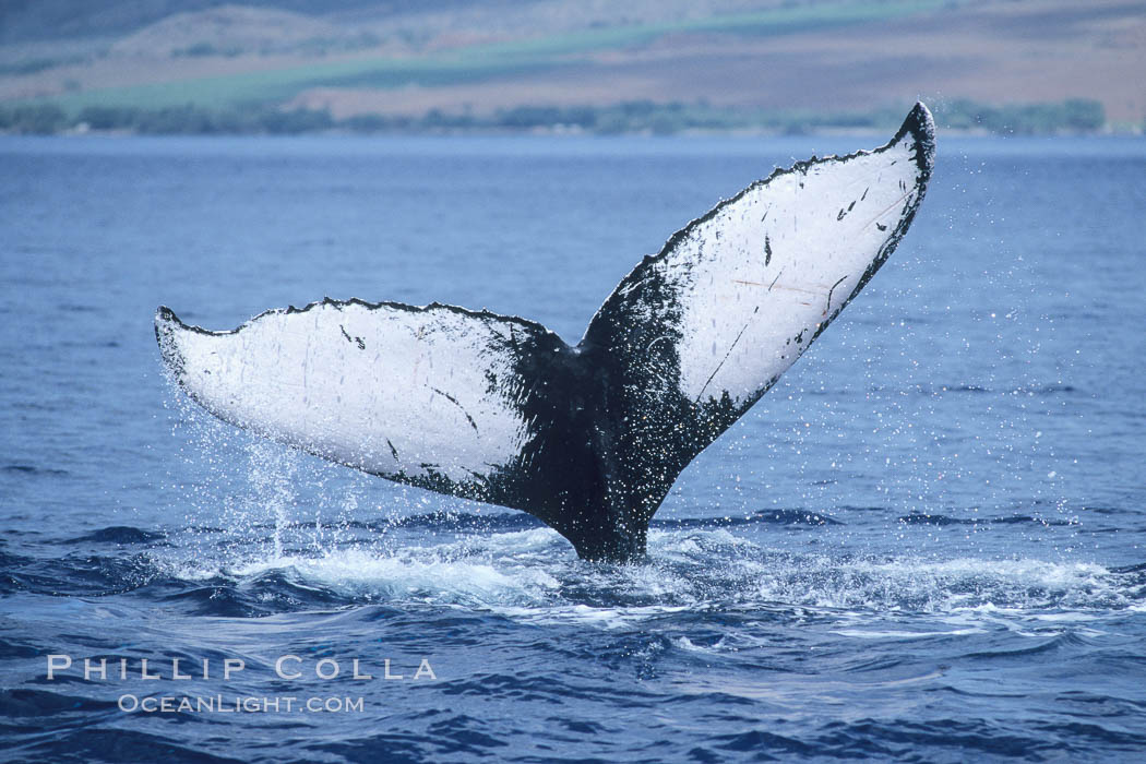 Humpback whale fluking up, ventral aspect of fluke visible, Megaptera novaeangliae, Maui