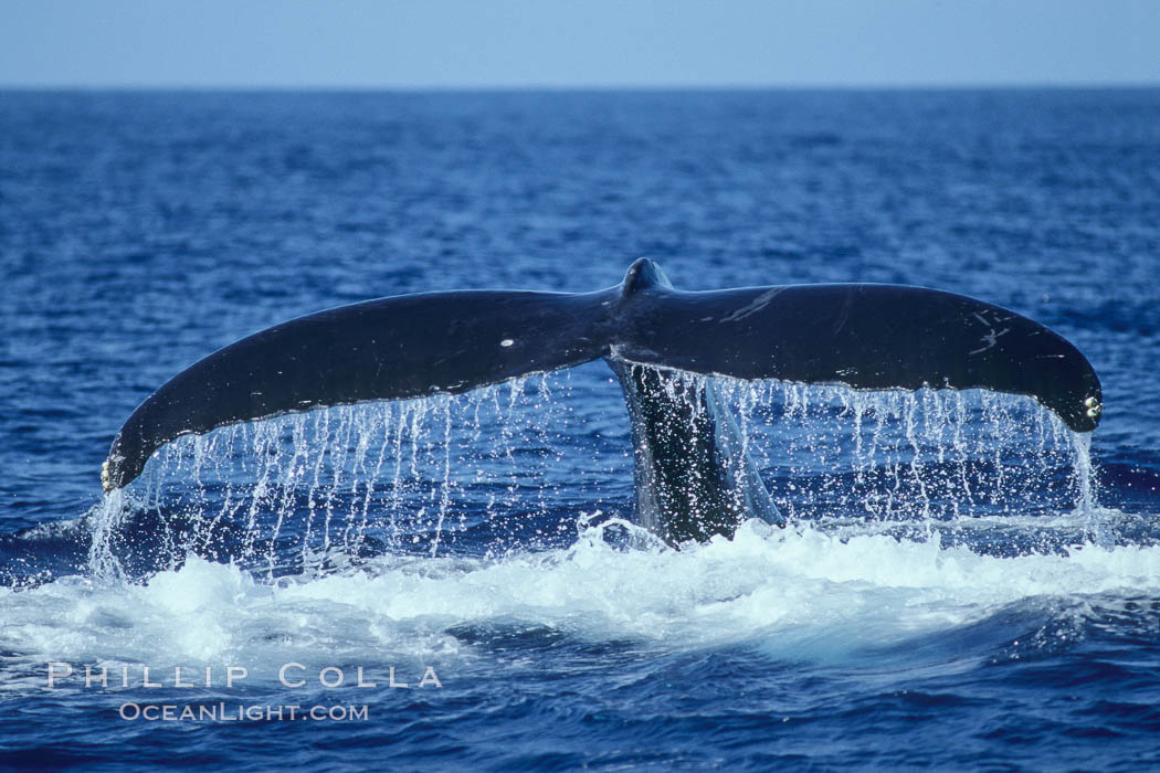 Humpback whale fluking up, raising tail before diving. Maui, Hawaii, USA, Megaptera novaeangliae, natural history stock photograph, photo id 04174