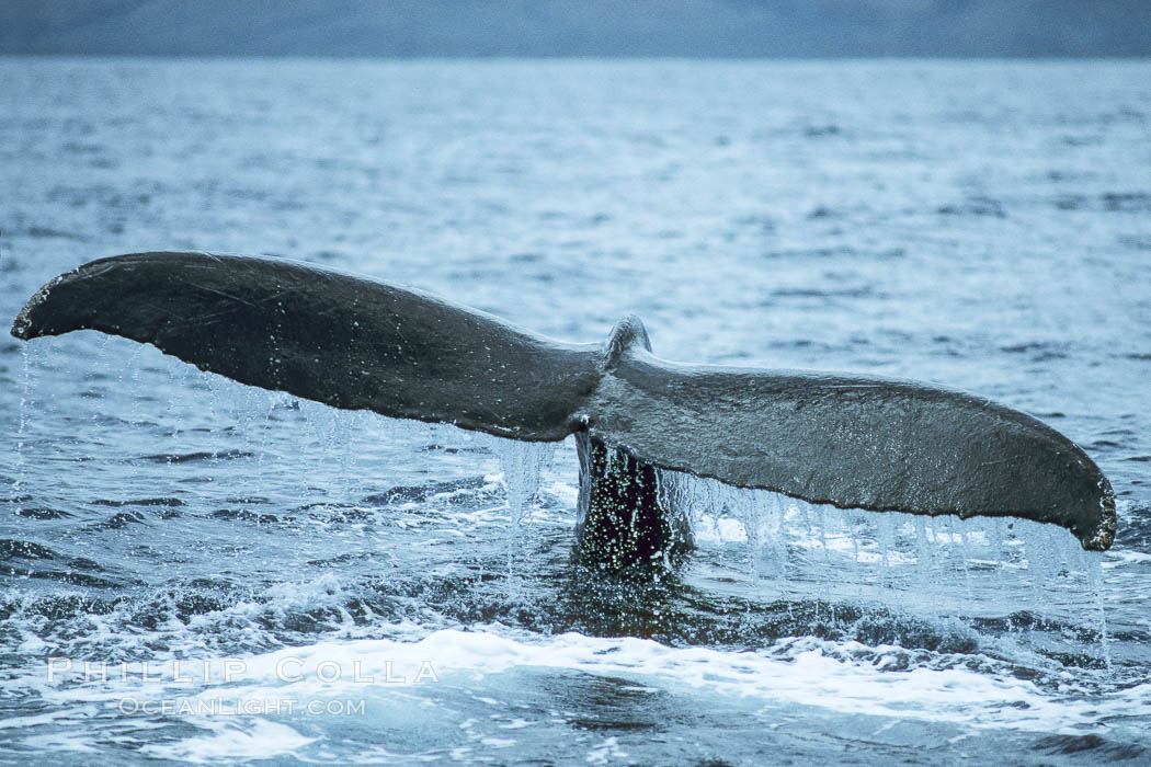 Humpback whale fluking up, raising tail before diving. Maui, Hawaii, USA, Megaptera novaeangliae, natural history stock photograph, photo id 04198