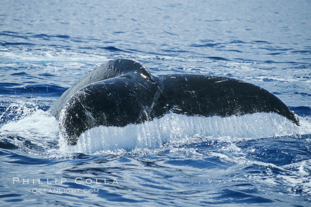 Humpback whale fluking up, raising tail before diving. Maui, Hawaii, USA, Megaptera novaeangliae, natural history stock photograph, photo id 04202