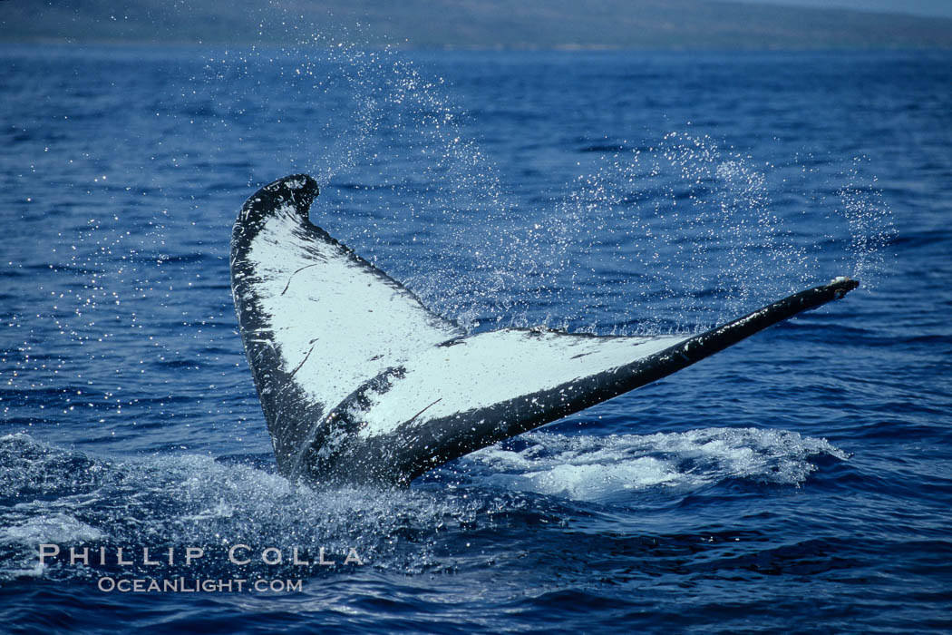 Humpback whale fluking up, ventral aspect of fluke visible. Frederick Sound, Alaska, USA, Megaptera novaeangliae, natural history stock photograph, photo id 04210