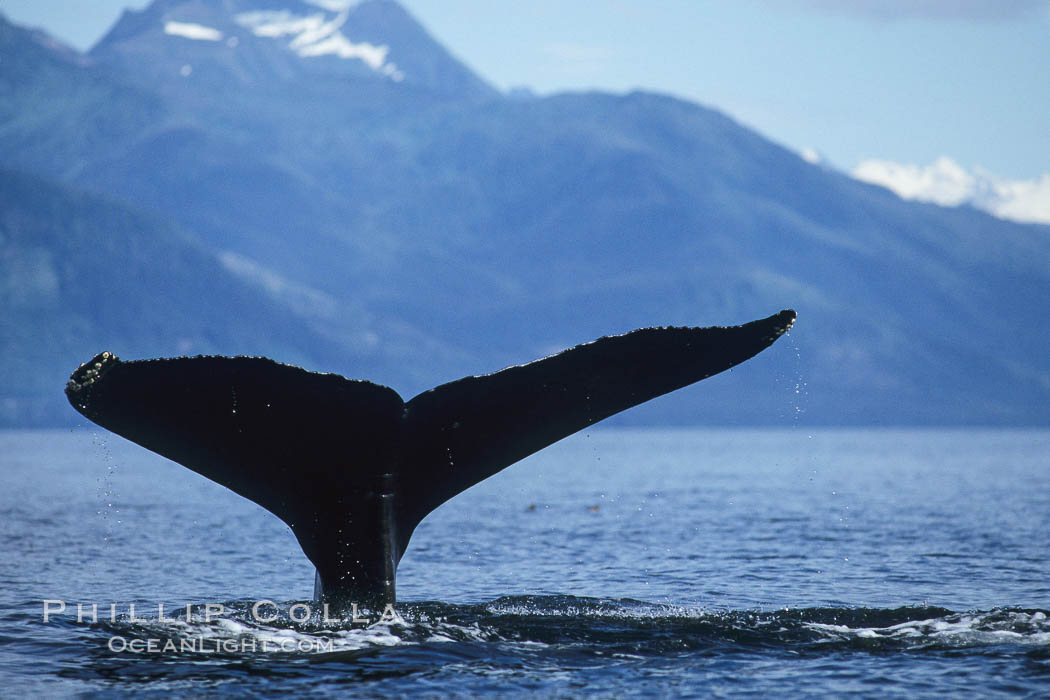 Humpback whale raising its fluke (tail) prior to a dive. Frederick Sound, Alaska, USA, Megaptera novaeangliae, natural history stock photograph, photo id 04218