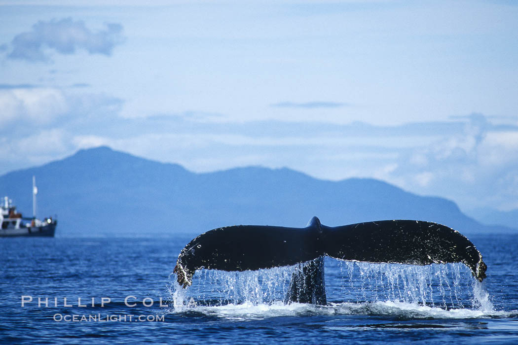 Humpback whale raising its fluke (tail) prior to a dive. Frederick Sound, Alaska, USA, Megaptera novaeangliae, natural history stock photograph, photo id 04230