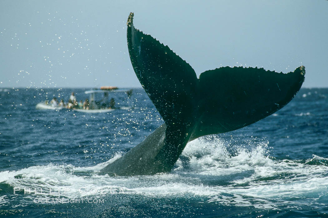 North Pacific humpback whale, fluke help aloft above the water. Maui, Hawaii, USA, Megaptera novaeangliae, natural history stock photograph, photo id 01468