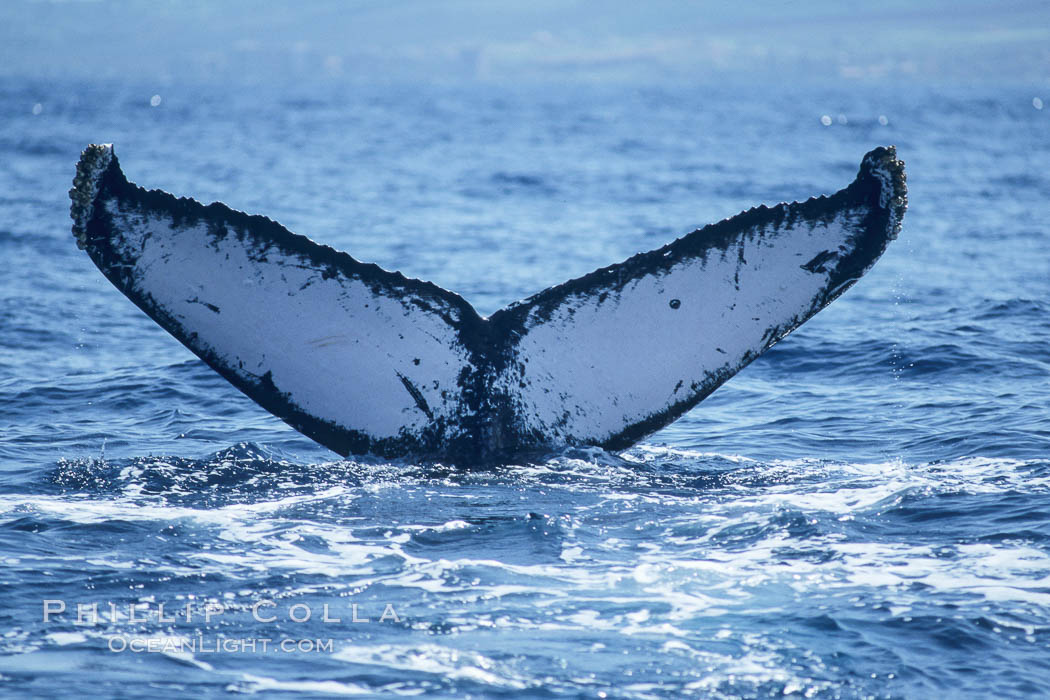 Humpback whale fluking up, ventral aspect of fluke visible. Maui, Hawaii, USA, Megaptera novaeangliae, natural history stock photograph, photo id 04152